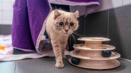 Kleiner schlanker hellbraun-getigerter Kater kommt unter einer lilafarbenen Decke hervor