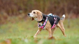 Hund mit tricolorfarbenem Fell und pinkfarbenem Geschirr auf einer Wiese 