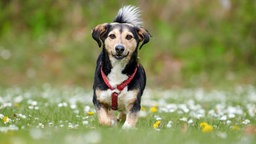 Kleiner Hund mit dreifarbigem Fell läuft über eine Wiese auf die Kamera zu