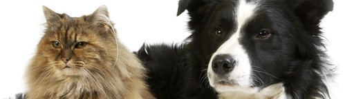 Aufnahme eines Hundes und einer Katze