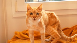 Eine rot-getigerte Katze steht auf einer weißen Fensterbank