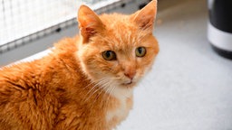 Eine seitliche Aufnahme einer rot-getigerten Katze