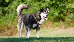 Ein großer schwarz-weißer Hund steht seitlich auf einer Wiese und hechelt