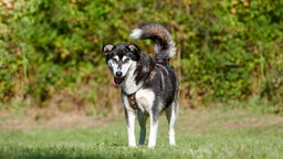 Ein großer schwarz-weißer Hund steht hechelnd auf einer Wiese