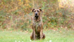 Hündin mit braun gestromtem Fell sitzt auf einer Wiese 