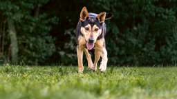 Hund mit schwarz-braunem Fell läuft hechelnd und geduckt über eine Wiese 