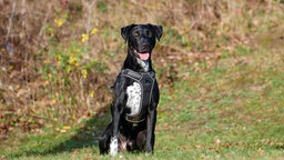 Hund mit schwarzem Fell und weißem Abzeichen auf einer Wiese  