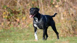 Hund mit schwarzem Fell und weiß-schwarzem Abzeichelnd hechelnd auf einer Wiese  