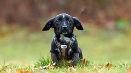 Kleiner Hund mit schwarz-weißem Fell und Schlappohren auf einer Wiese 