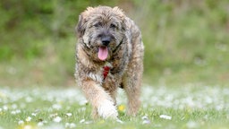 Mittelgroßer Hund mit dichtem, wuscheligen Fell trabt über eine Wiese auf die Kamera zu