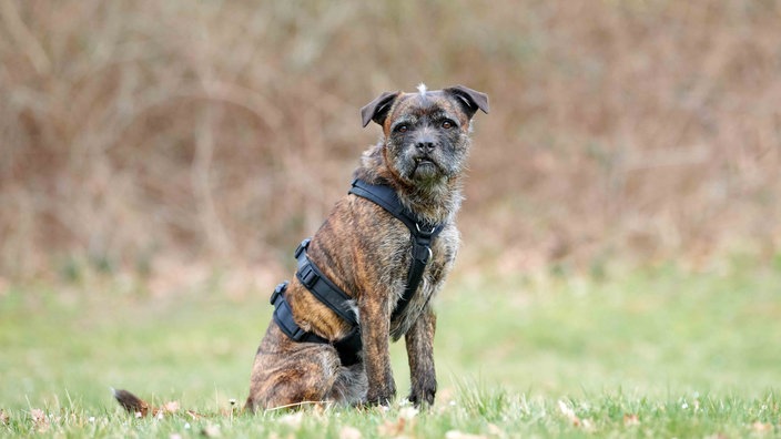 Hund mit dunkel gestromtem Fell sitzt auf einer Wiese  