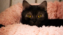 Katze mit smoke-farbenem Fell liegt auf einem rosafarbenen Kissen 