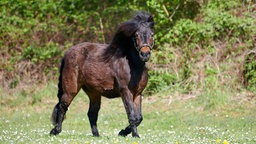 Braunes Pony trabt über eine Wiese und schaut zur Seite in die Kamera