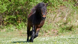 Braunes Pony galoppiert auf einer Wiese auf die Kamera zu