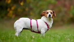 Ein kleiner weiß-brauner Hund mit einem pinken Geschirr steht seitlich auf einer Wiese 