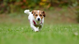 Ein kleiner weiß-brauner Hund läuft über eine Wiese