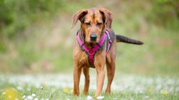Mittelgroßer Hund mit kurzem braunem Fell steht auf einer Wiese und schaut auf den Boden
