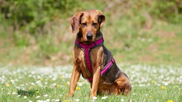 Mittelgroßer Hund mit kurzem braunem Fell sitzt auf einer Wiese und schaut auf den Boden