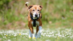 Mittelgroßer Hund mit hellbraun-weißem kurzem Fell trabt über eine Wiese auf die Kamera zu