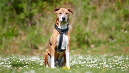 Mittelgroßer Hund mit hellbraun-weißem kurzem Fell sitzt aufrecht auf einer Wiese und schaut in die Kamera
