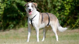 Hund mit weiß-braunem Fell steht hechelnd auf einer Wiese 