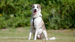 Hund mit weiß-braunem Fell sitzt hechelnd auf einer Wiese 