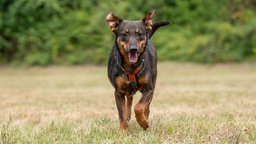 Ein Hund mit schwarz-braunem Fell läuft über eine Wiese 
