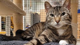 Eine getigerte Katze liegt auf dem Boden 