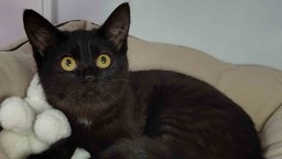 Eine schwarze Katze liegt in einem Katzenkörbchen 