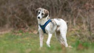 Hund mit weiß-braunem Fell und blauem Geschirr auf einer Wiese  