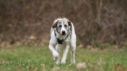 Hund mit weiß-braunem Fell auf einer Wiese  