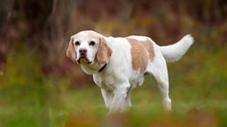 Hund mit braun-cremefarbenem Fell auf einer Wiese 