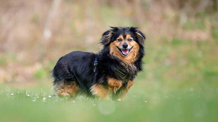 Hund mit schwarz-braunem, längerem Fell auf einer Wiese  