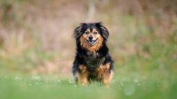 Hund mit schwarz-braunem, längerem Fell auf einer Wiese 