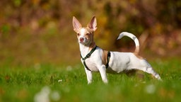 Ein kleiner braun-weißer Hund steht seitlich auf einer Wiese