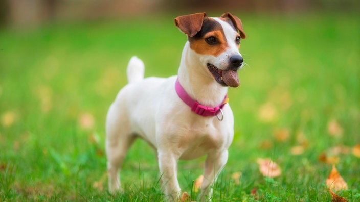 Hund mit weiß-braunen Fell auf einer Wiese 