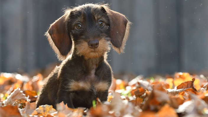 Kleiner Hund mit braunem Fell sitzt im Herbstlaub 