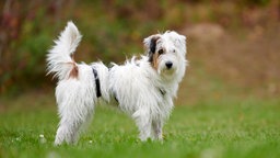 Ein weiß-brauner Hund mit flauschigem Fell steht seitlich auf einer Wiese