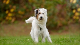 Ein weiß-brauner Hund mit flauschigem Fell läuft über eine Wiese