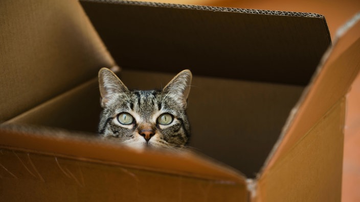 Getigerte Katze schaut aus einem Pappkarton heraus