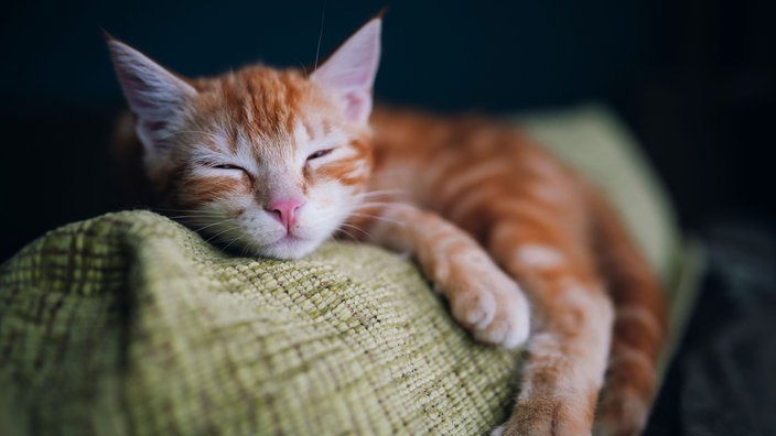 Rot getigerte kleine Katze döst mit geschlossenen Augen entspannt auf der Rückenlehne eines Sofas