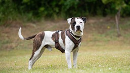 Hund mit braun-weißem Fell auf einer Wiese  