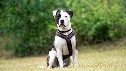  Hund mit braun-weißem Fell sitzt auf einer Wiese 