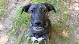 Hund mit gestromtem Fell und zwei weißen Söckchen 