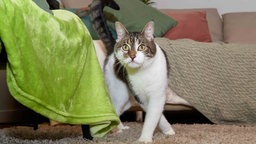 Katze mit weißem Fell und getigerten Flecken auf einem Teppich 