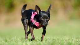 Ein kleiner schwarz-brauner Hund läuft über eine Wiese