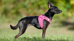 Ein kleiner schwarz-brauner Hund steht seitlich auf einer Wiese mit einem rosa Geschirr