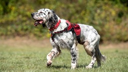 Hund mit blue-belton-farbenem Fell steht seitlich auf einer Wiese 
