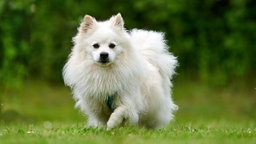 Kleiner Hund mit spitzem Kopf und weißen langen Fell läuft über eine Wiese auf die Kamera zu