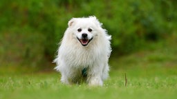 Kleiner Hund mit spitzem Kopf und weißen langen Fell läuft über eine Wiese auf die Kamera zu